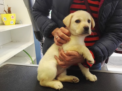 Perruqueria I Estètica Canina Purpure Dog