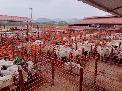 Subasta Ganadera de Yopal - SubaCasanare