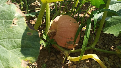 Huerto de calabazas