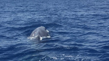 Marc Tarré - Skipper - STAYSAILING -