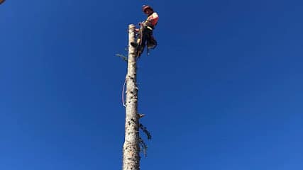 Podas y talas de altura ,servicios forestales