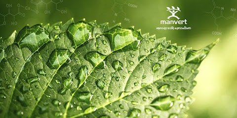 Manvert