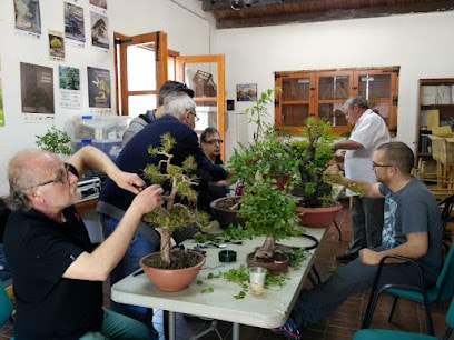 club bonsai lleida