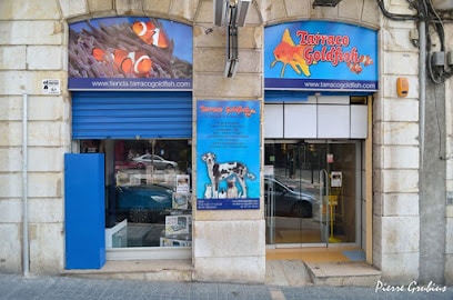 Tarraco Goldfish