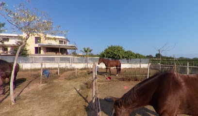 Pony club La Finca Ecuestre. Escuela hípica. Pony y caballos. Equitación