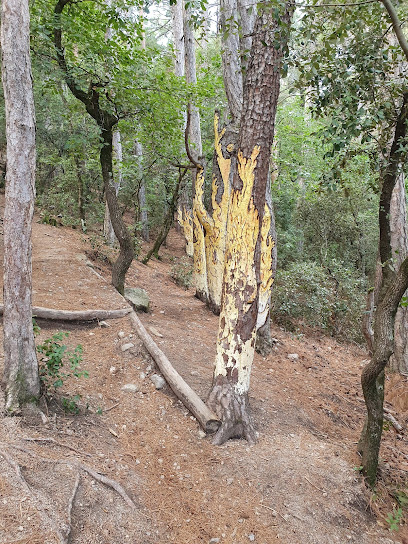 Setas árboles pintados 1