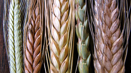 Farinera Roca SA