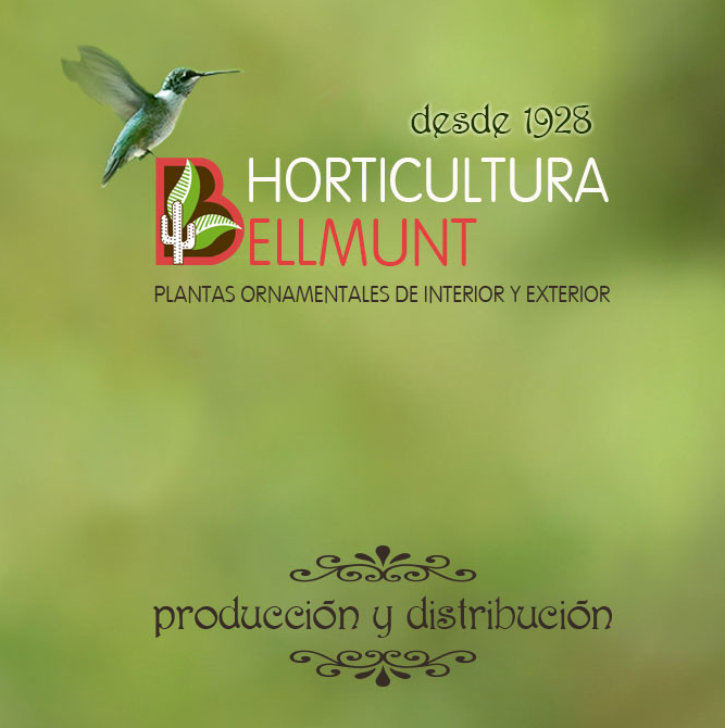 Horticultura Bellmunt SL
