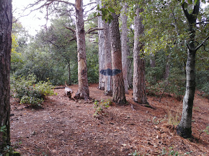 setas pintadas en los arboles 3