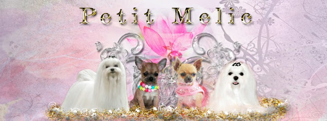 Criadero Petit Melic Chihuahuas, Bichón Maltés y Maltipoo Barcelona