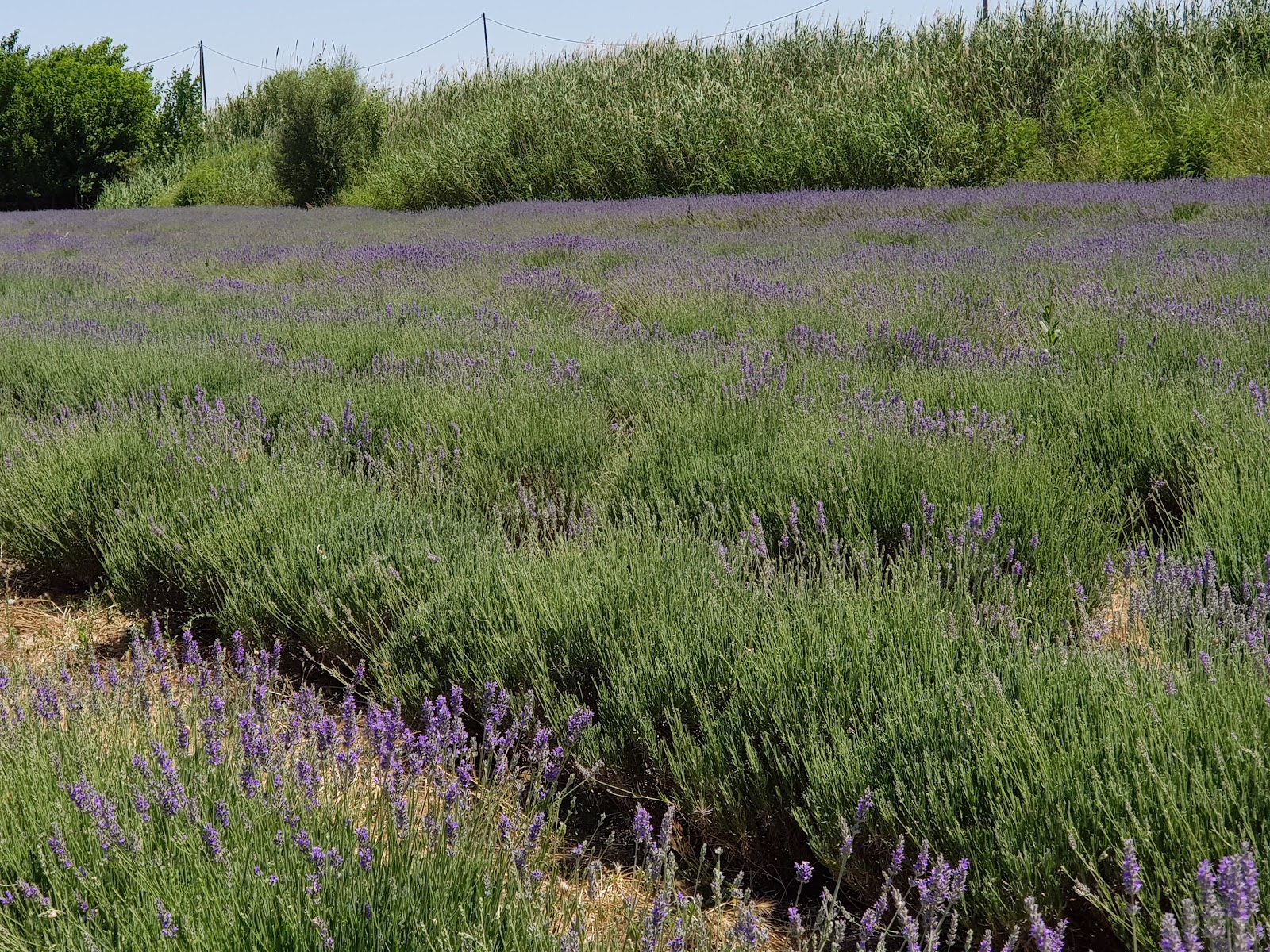 Llavall Vila Ester