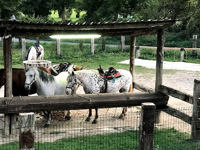 Caballos Sarvisé