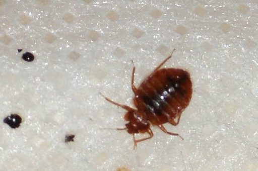 AC PLAGUES URBANES