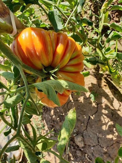 Ca La Prunera Fruites i Verdures