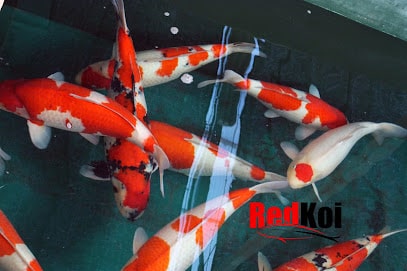 Redkoi-Diseño-crear y mantener estanques, acuarios-piscinas naturales-Filtración bilógica. Alimento-Enfermedades-Hidroterapia