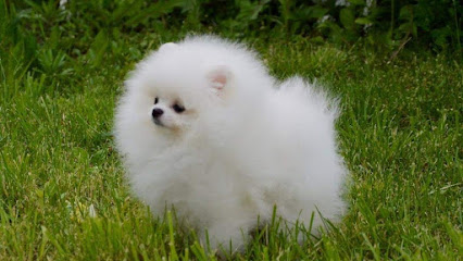 Criadero y tienda de mascotas puppydiamond. Chihuahua. Bichon maltés. Lulú de Pomerania. Caniche