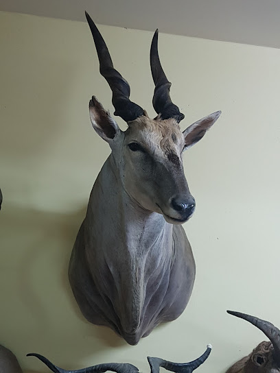 Taxidermia Jordi Caball