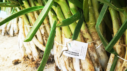 Hortícoles Torrelles Calçots