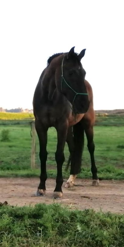 Club Hipic Sanuy/Cavalls Font.