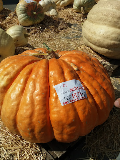 Feria De La Calabaza