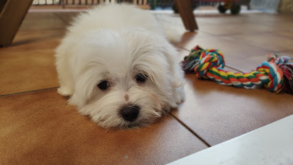 Hotel Can Residencia Canina