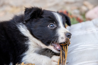 Caran Mithlin Border Collie