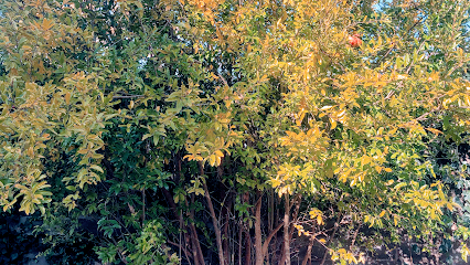 Lobato Landscape