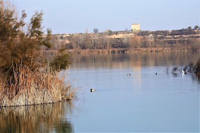 Punt D'observació Ocells