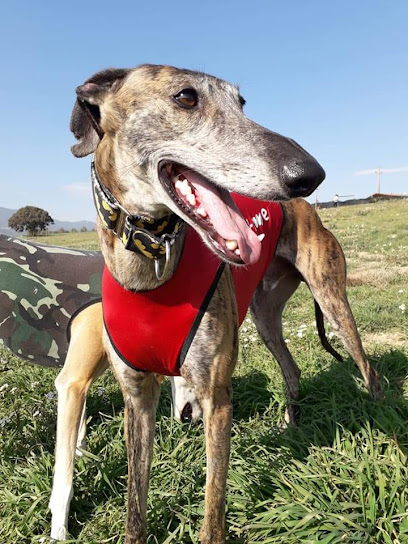 101 vida Rescate Animal