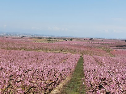 Finca utxesa