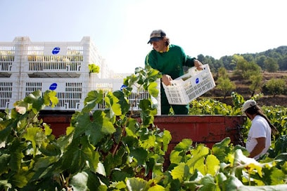L'Olivera Cooperativa