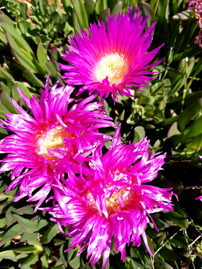 VIVERS HORTICULTOR CARABASSA