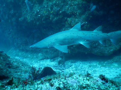 Buceo Safari