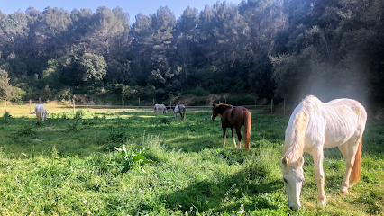 Hípica Can Camps