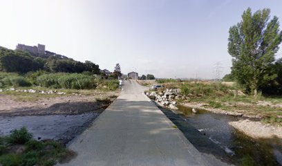 Alternanthera philoxeroides - planta aquàtica exòtica invasora